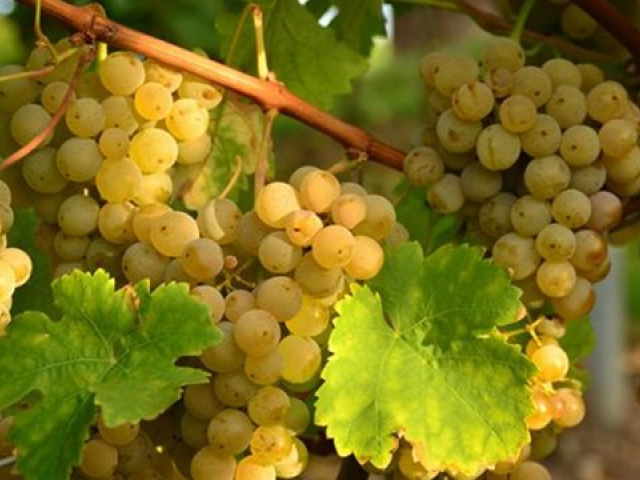 Rtveli - grape harvest tour ( September -october)